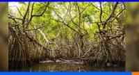 කඩොලාන පරිසර පද්ධති සුරැකීමේ දිනය අදයි...